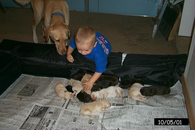 2001/10(October)/1005_Vale_and_Pups/640x480_P0003125.JPG