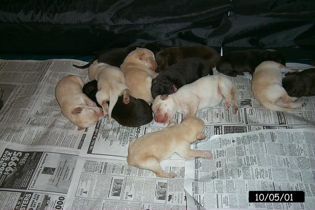 2001/10(October)/1005_Vale_and_Pups/640x480_P0003126.JPG