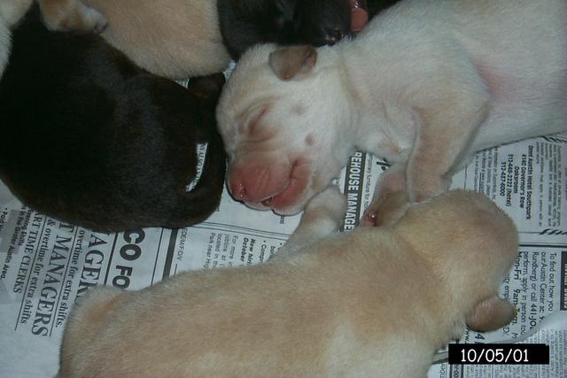 2001/10(October)/1005_Vale_and_Pups/640x480_P0003127.JPG