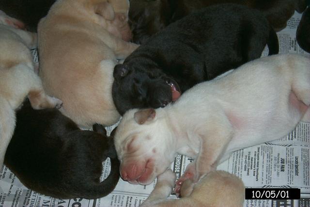 2001/10(October)/1005_Vale_and_Pups/640x480_P0003128.JPG