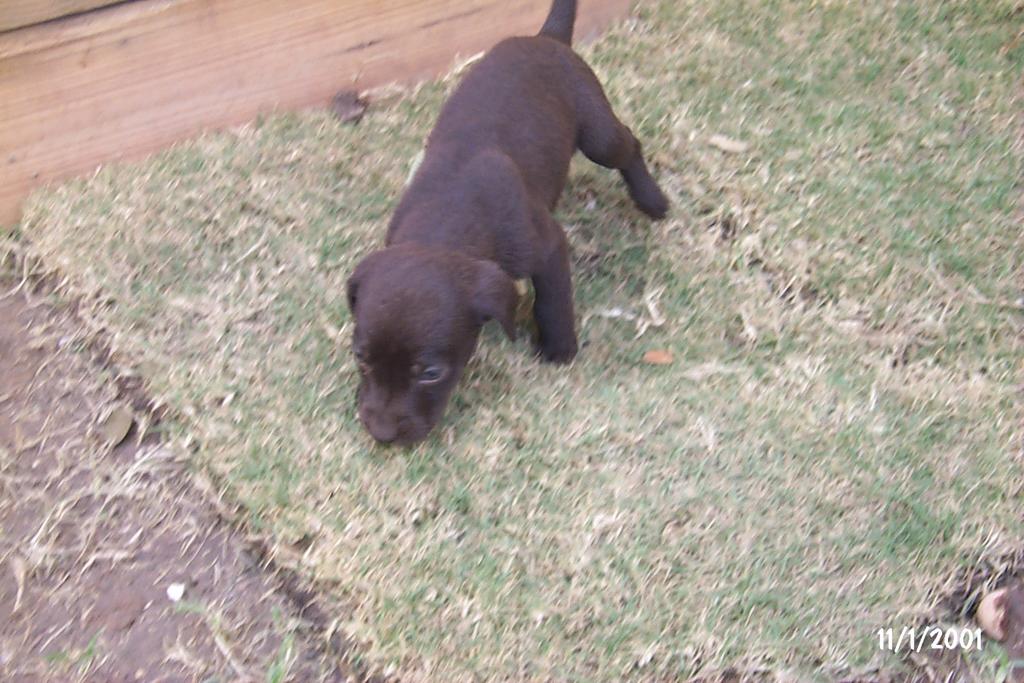 2001/10(October)/Puppies/1024x768_P0003281.JPG