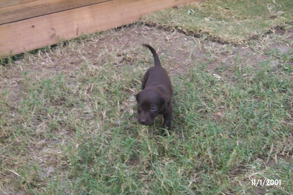 2001/10(October)/Puppies/1024x768_P0003283.JPG