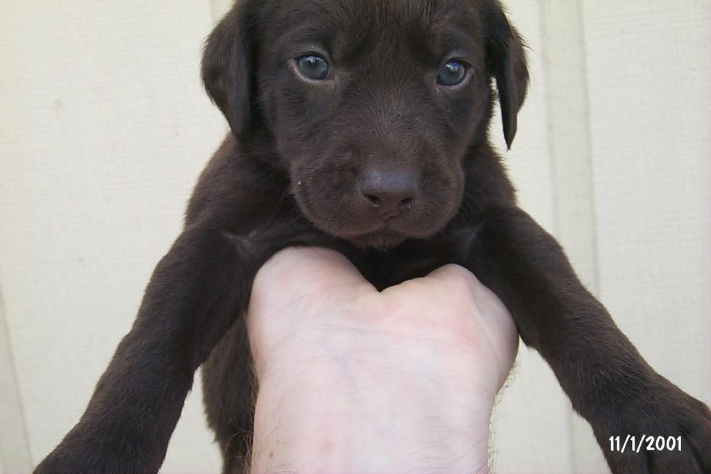 2001/10(October)/Puppies/1024x768_P0003285.JPG