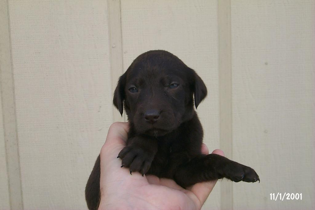 2001/10(October)/Puppies/1024x768_P0003287.JPG