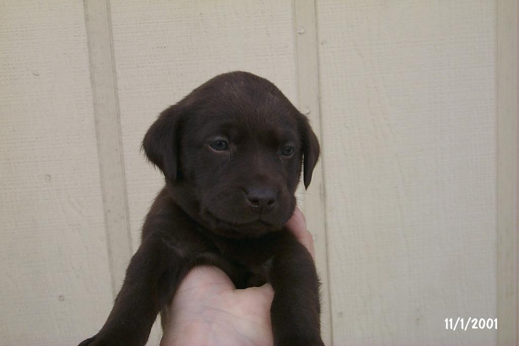 2001/10(October)/Puppies/1024x768_P0003289.JPG