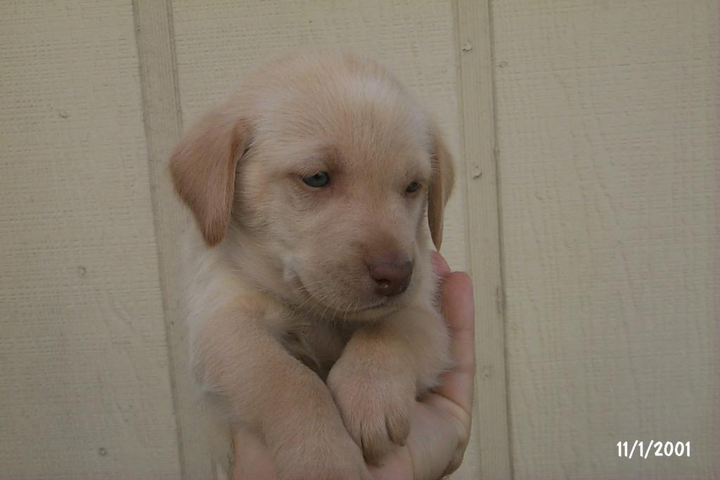 2001/10(October)/Puppies/1024x768_P0003290.JPG