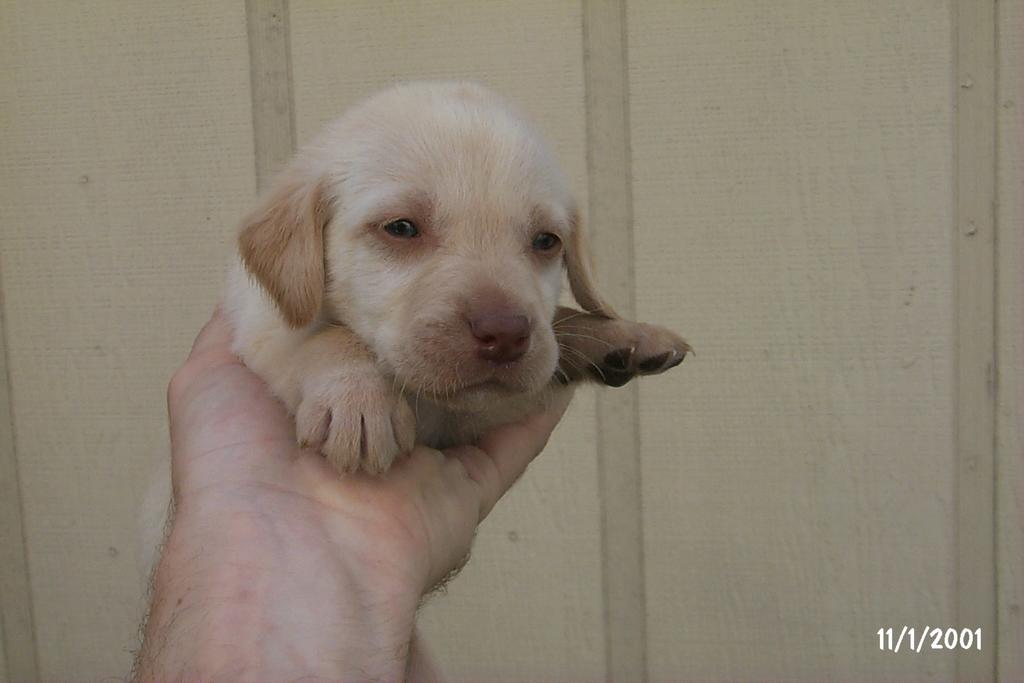2001/10(October)/Puppies/1024x768_P0003292.JPG
