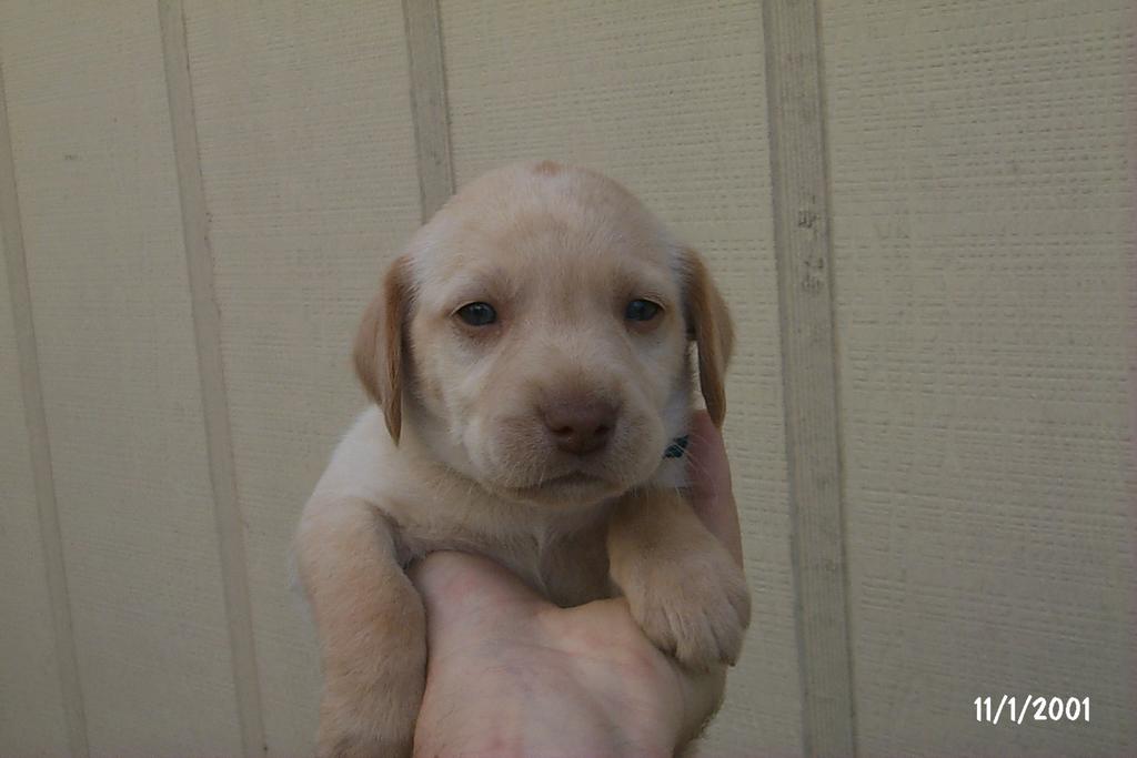 2001/10(October)/Puppies/1024x768_P0003294.JPG
