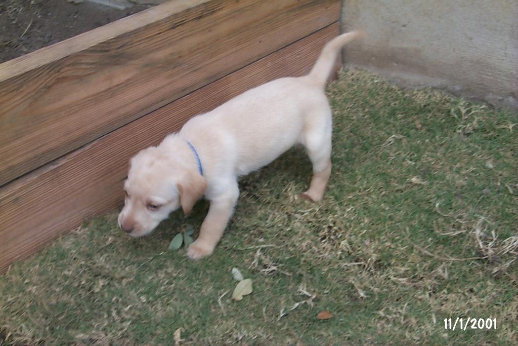 2001/10(October)/Puppies/1024x768_P0003295.JPG
