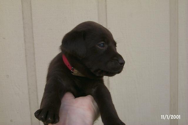 2001/10(October)/Puppies/640x480_P0003288.JPG