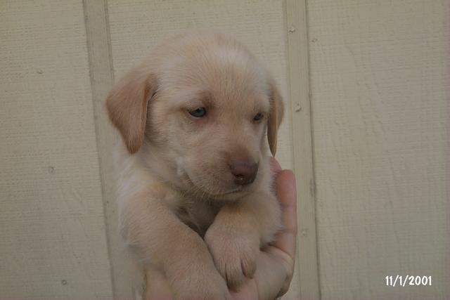2001/10(October)/Puppies/640x480_P0003290.JPG