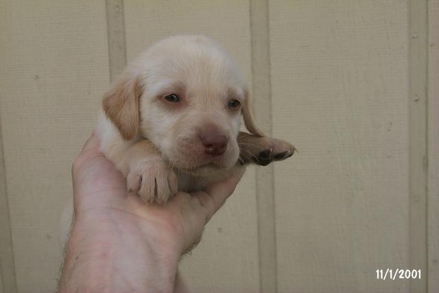 2001/10(October)/Puppies/640x480_P0003292.JPG