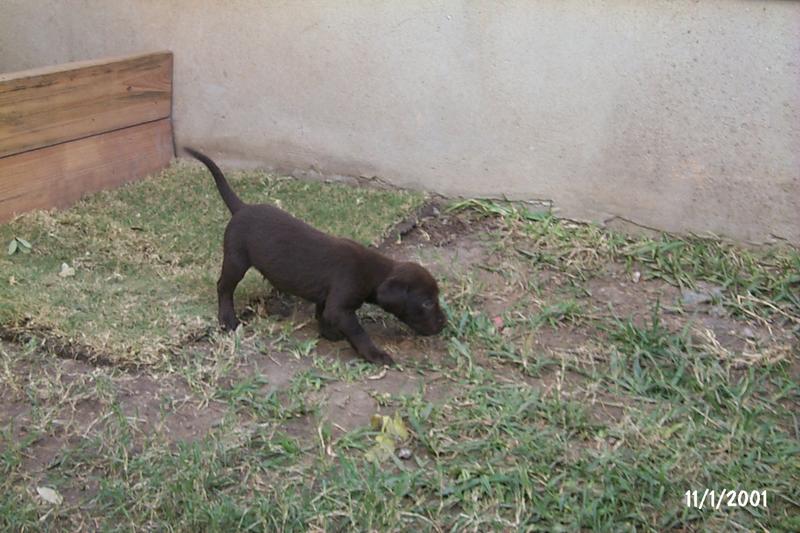 2001/10(October)/Puppies/800x600_P0003284.JPG