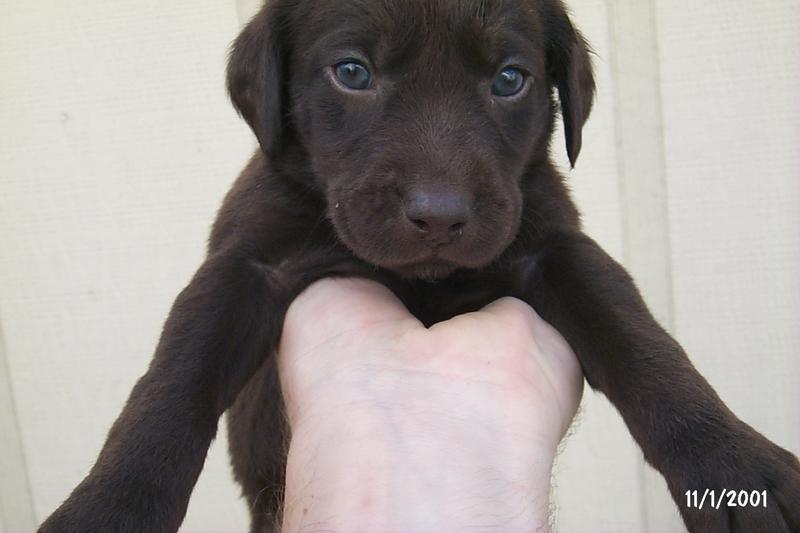 2001/10(October)/Puppies/800x600_P0003285.JPG