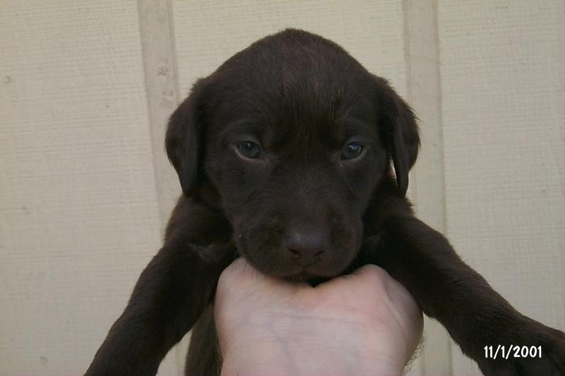 2001/10(October)/Puppies/800x600_P0003286.JPG