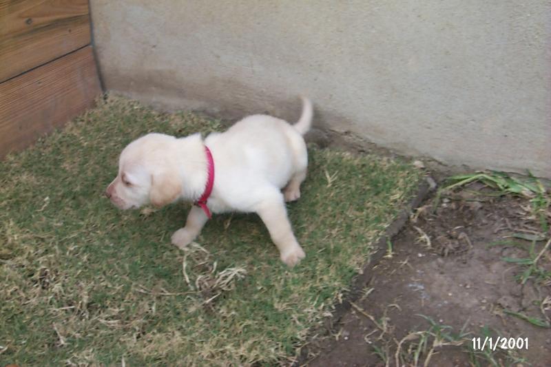 2001/10(October)/Puppies/800x600_P0003293.JPG