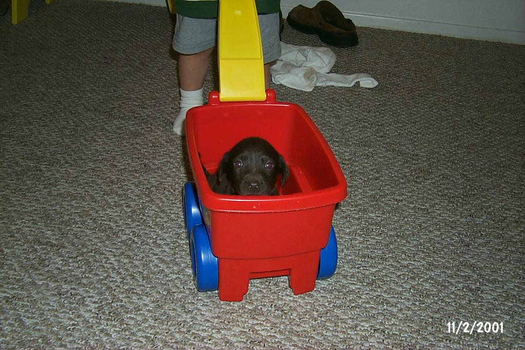 2001/11(November)/Vale_and_Puppies/1024x768_P0003306.JPG