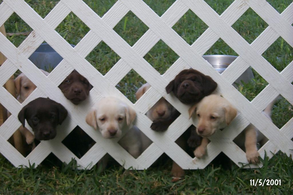 2001/11(November)/Vale_and_Puppies/1024x768_P0003311.JPG