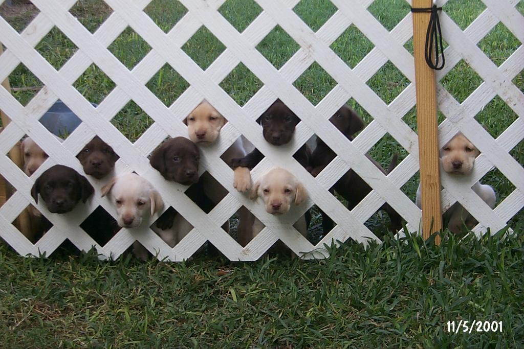 2001/11(November)/Vale_and_Puppies/1024x768_P0003312.JPG