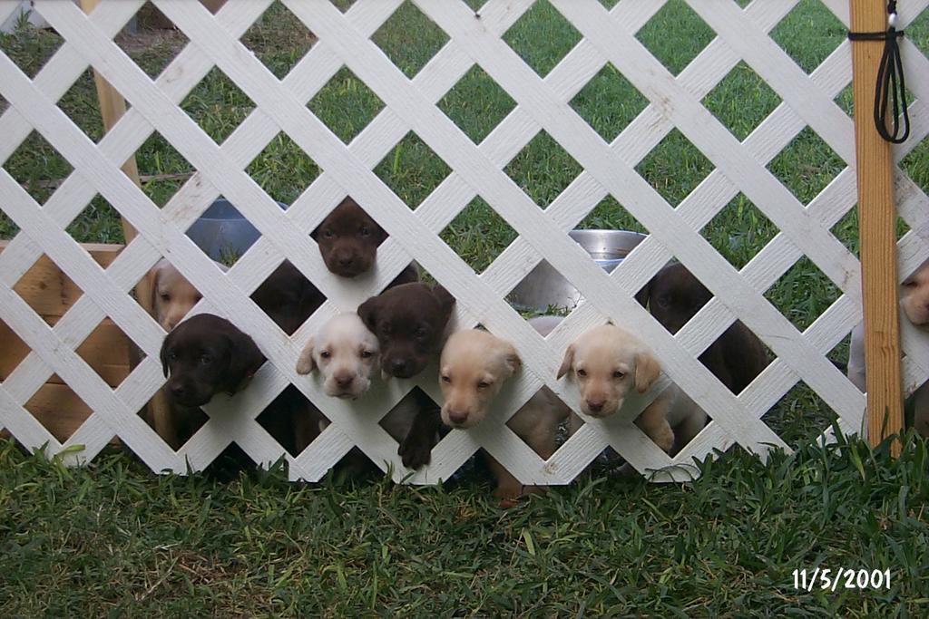 2001/11(November)/Vale_and_Puppies/1024x768_P0003313.JPG