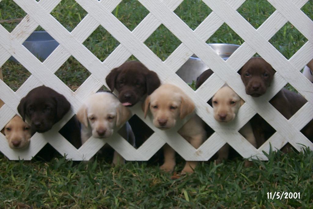 2001/11(November)/Vale_and_Puppies/1024x768_P0003315.JPG