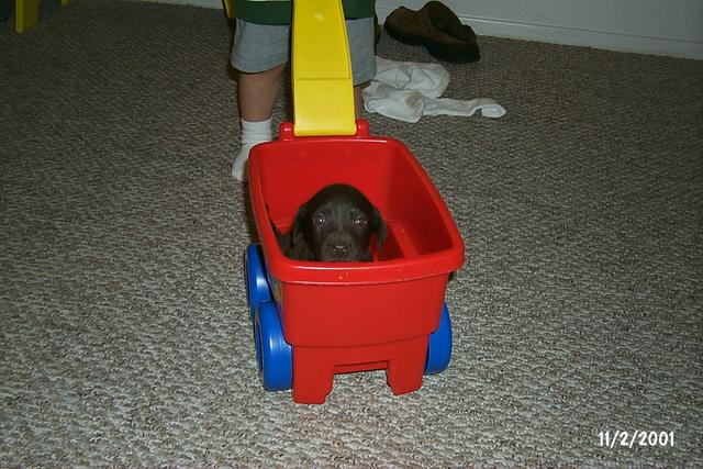 2001/11(November)/Vale_and_Puppies/640x480_P0003306.JPG