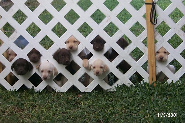 2001/11(November)/Vale_and_Puppies/640x480_P0003312.JPG