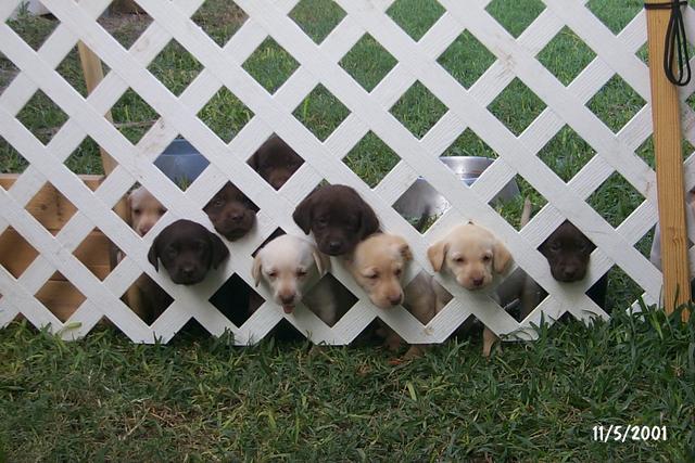 2001/11(November)/Vale_and_Puppies/640x480_P0003314.JPG