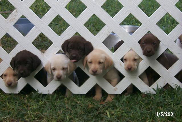 2001/11(November)/Vale_and_Puppies/640x480_P0003315.JPG