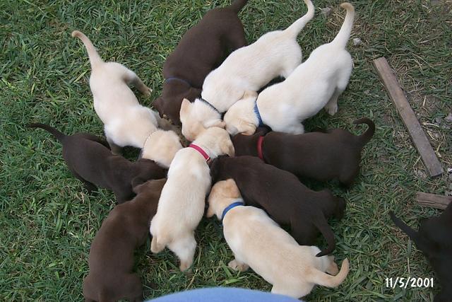 2001/11(November)/Vale_and_Puppies/640x480_P0003316.JPG