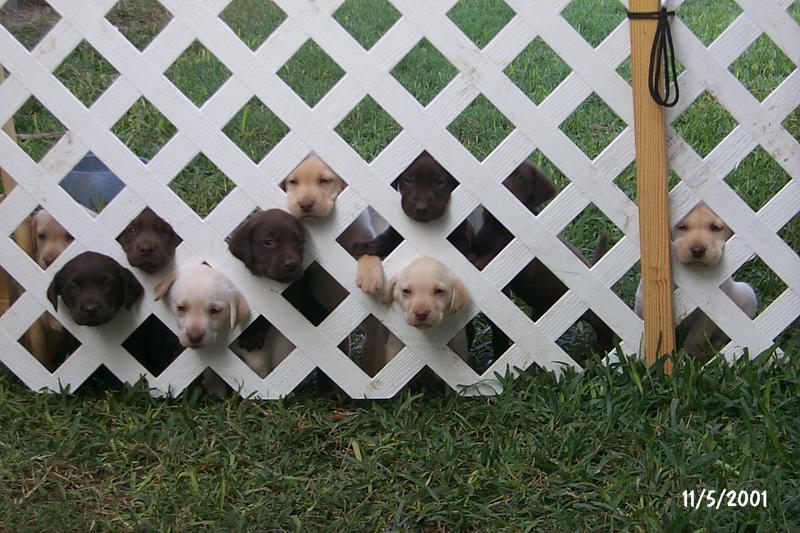 2001/11(November)/Vale_and_Puppies/800x600_P0003312.JPG