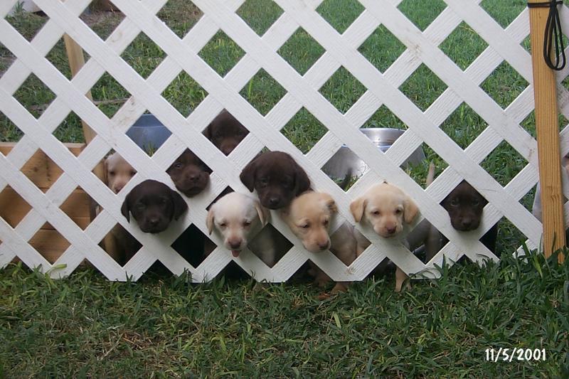 2001/11(November)/Vale_and_Puppies/800x600_P0003314.JPG