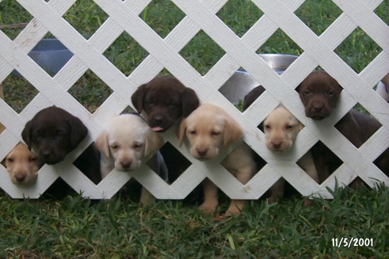 2001/11(November)/Vale_and_Puppies/800x600_P0003315.JPG