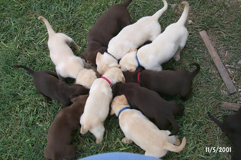 2001/11(November)/Vale_and_Puppies/800x600_P0003316.JPG