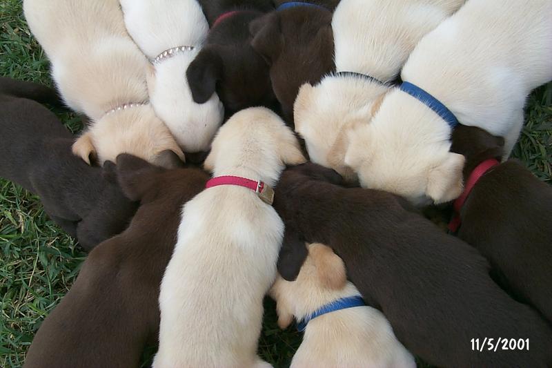 2001/11(November)/Vale_and_Puppies/800x600_P0003318.JPG