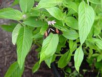 butterfly.jpg