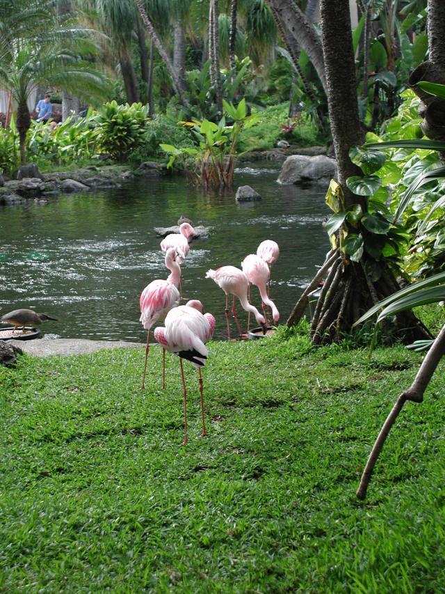 2005/03(March)/Hawaii/640x480_flamingos_at_hilton.JPG
