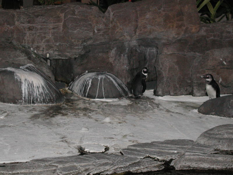2005/03(March)/Hawaii/800x600_penguins_like_ice.JPG