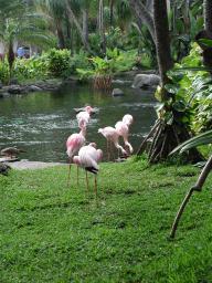 flamingos_at_hilton.JPG