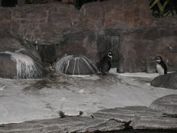 penguins_like_ice.JPG