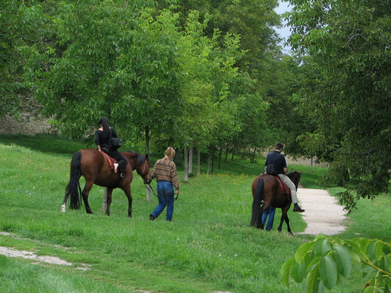 horses_in_park.jpg