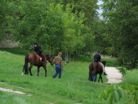 horses_in_park.jpg