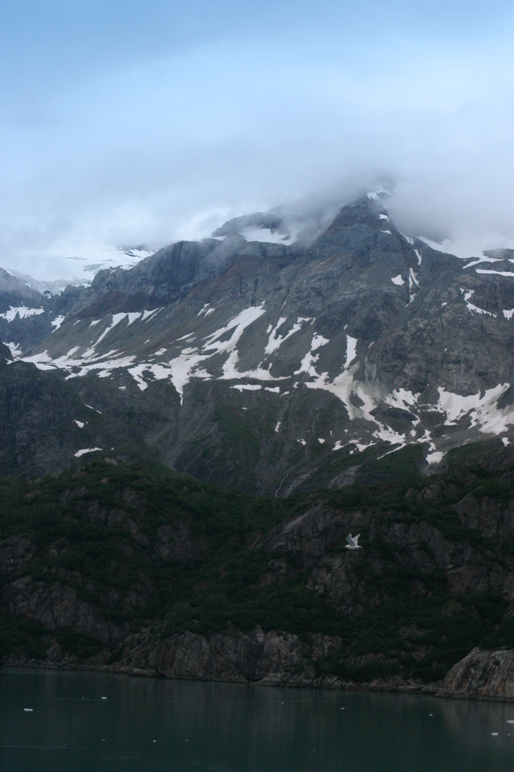 Glacier_bay_Flying_bird.jpg.jpg