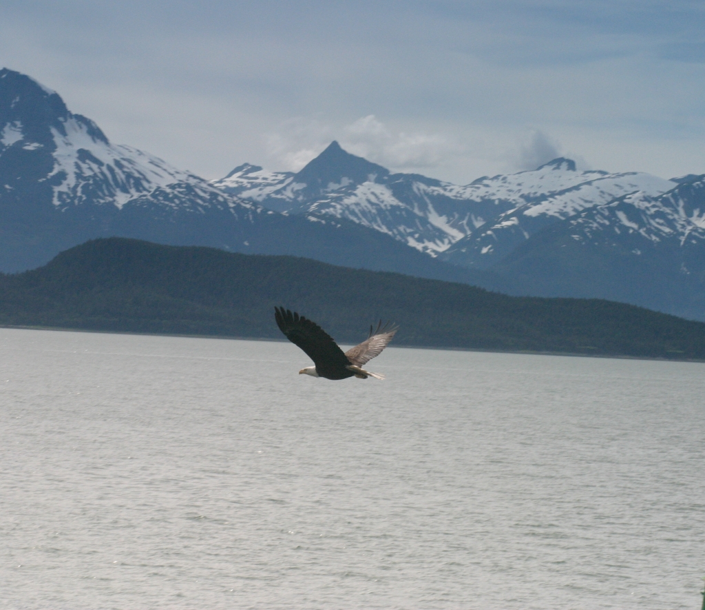 Juneau_Eagles_Flight_cropped.jpg