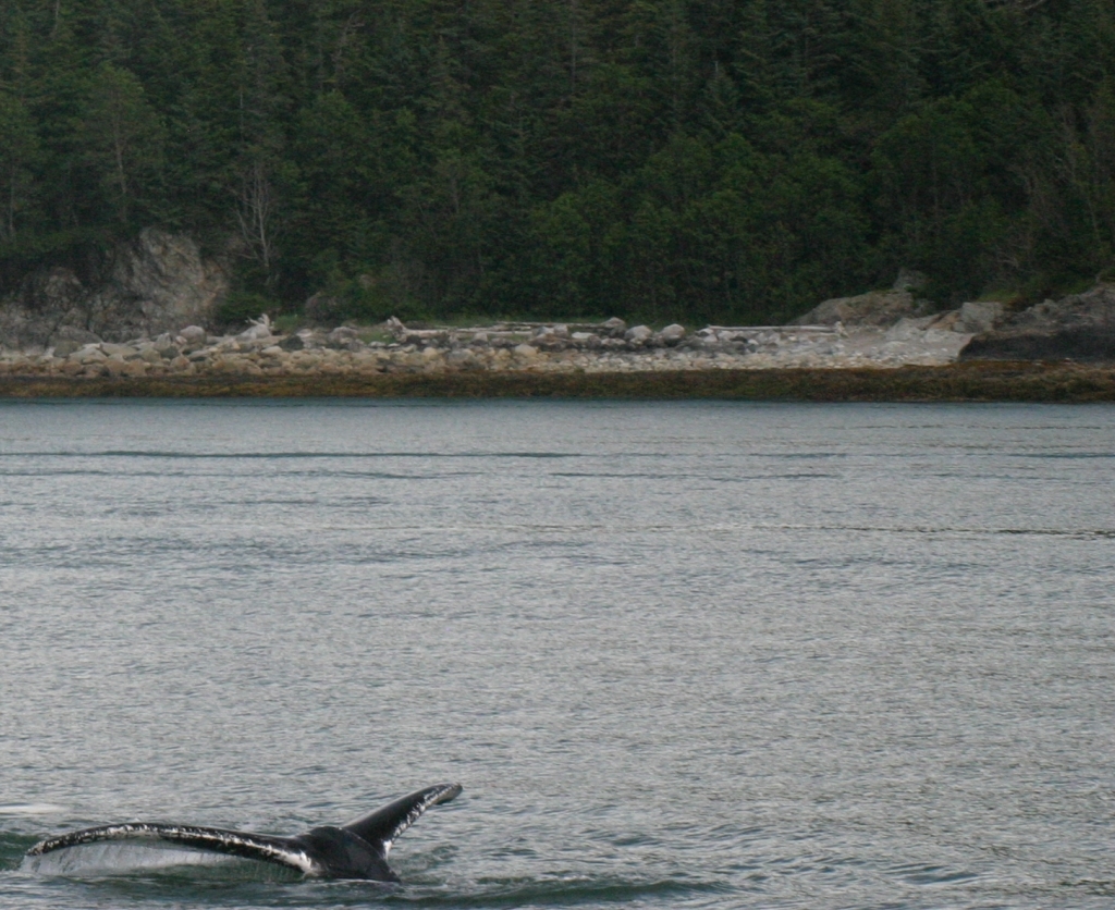 Juneau_Whale_watch9_cropped.jpg