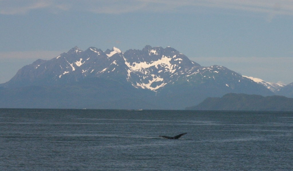 Juneau_whale_watch_tail1.jpg