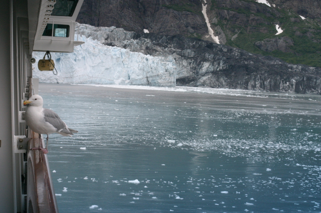 glacier_bay_bird_on_balcony.jpg