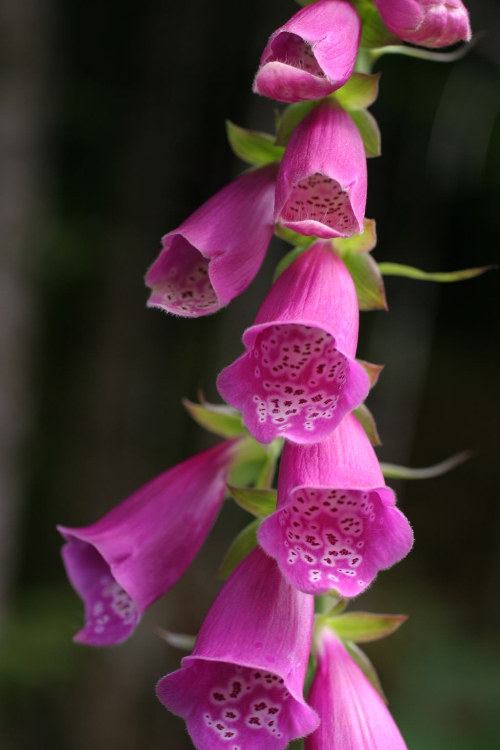 2007/07(July)/Alaska/1024x768_sitka_hike_foxglove.jpg