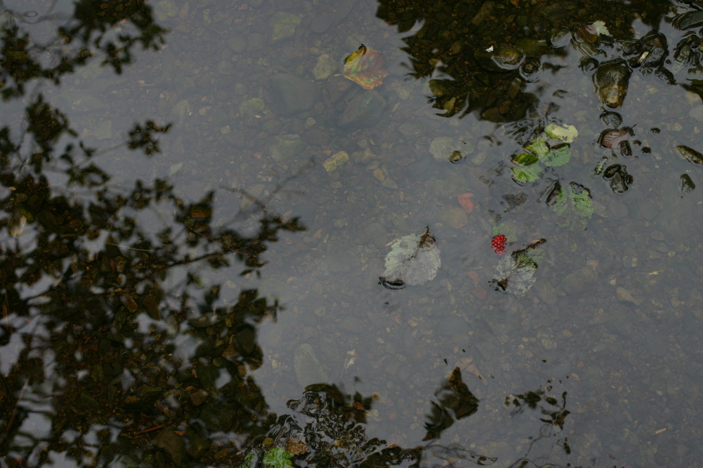 sitka_hike_salmonberry_water.jpg