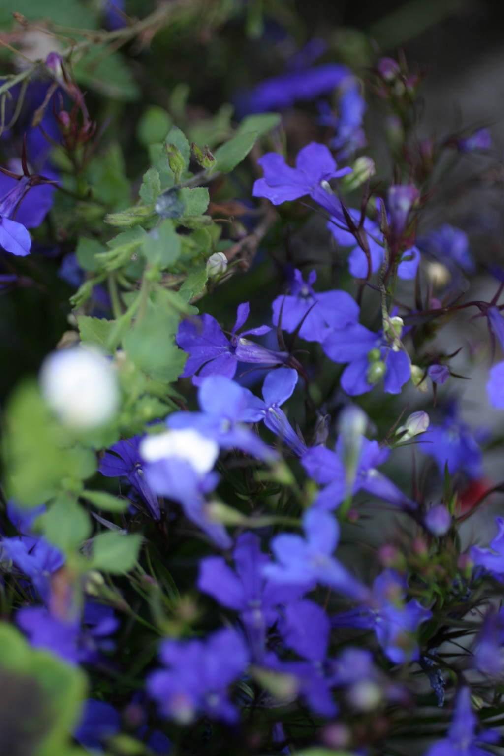 vicotria_flowers.jpg